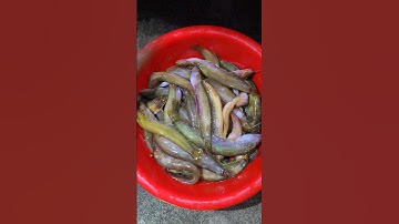 Ếch Suối Cua  Đá Cá Rừng #rừngnúi #cuaca #thợrừng #shortvideo