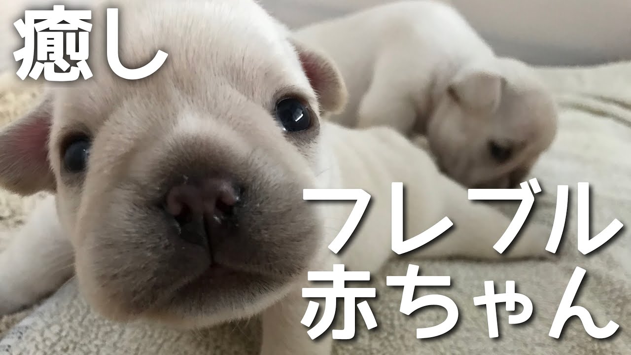 癒し 生後3週間フレンチブルドックの赤ちゃんたち French Bulldog Baby Youtube