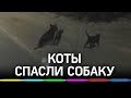 Две кошки перевели через дорогу «собаку-инвалида». Видеофакт