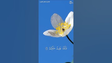 ﴿وَاللَّهُ يُريدُ أَن يَتوبَ عَلَيكُم … ﴾ | #سورة_النساء