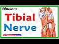 Tibial Nerve Anatomy Animation : Origin,  Course, Branches, Tarsal tunnel syndrome