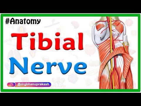 Tibial Nerve Anatomy Animation USMLE Step 1 : Origin,  Course, Branches, Tarsal tunnel syndrome
