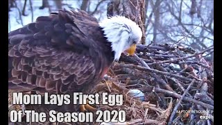 Decorah Eagles- Mom Lays First Egg Of The Season 2020!!