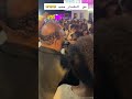 ياسر ابراهيم