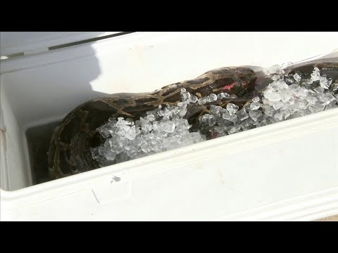 Homestead man captures 17.5-foot python in Florida Everglades