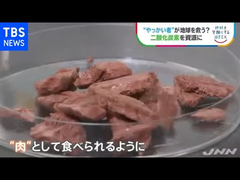 厄介者のＣＯ２を資源に！二酸化炭素から「肉」を作る【ＳＤＧｓ】