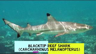 SlideShow No:2 shark's