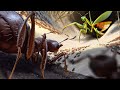 Grer une colonie de fourmis  la 10  empires of the undergrowth