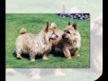 How To Potty Train Your Norwich Terriers - Top 5 Tips On How To Potty Train  A Norwich Terriers