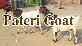 Pateri goat breed | Pateri bakri nasal | Pateri bakri | Pateri goat