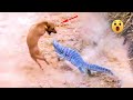 Funny dog scared of other animals  dog reaction  super dog