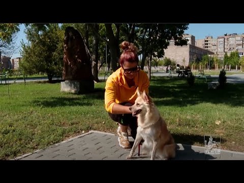 Video: «Հոտով զբոսանքների» կարևորությունը շների համար