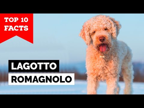 Video: Sống với Lagotto Romagnolo, Giống chó không gây dị ứng Fluffy!