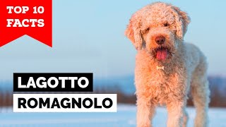 Lagotto Romagnolo  Top 10 Facts