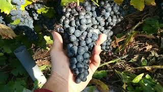 Завершение сезона 2023, виноградника на середину октября
