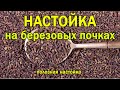 Настойка на берёзовых почках. Простой рецепт.