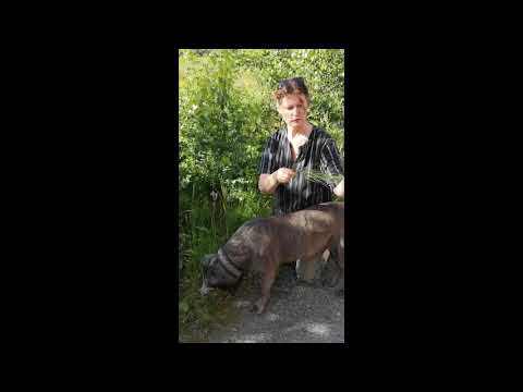 Video: Fråga en Vet: Varför äter min hund gräs?