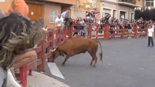GRAN Y PELIGROSO CAPÓN HNOS. COLOMA EN CINTRUÉNIGO (NAVARRA) 25- 06- 2016 .