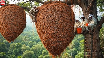 Sốc! Săn MẬT ONG ĐIÊN Từ Những Tổ Ong Khổng Lồ Trên Vách Đá Cao Thu Về HÀNG TRĂM TRIỆU Chỉ Bằng Cách