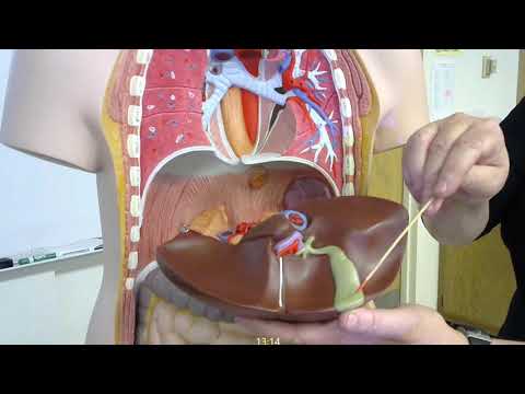 digestive system organs and structures of the torso anatomical model for practical exam