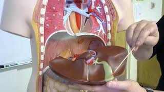 digestive system organs and structures of the torso anatomical model for practical exam