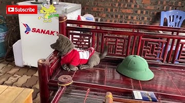 #dúi #tiktok Idol Dúi tung tăng cuối tuần | Gấu Mèo Bắc Mỹ - Nguyễn Văn Dúi