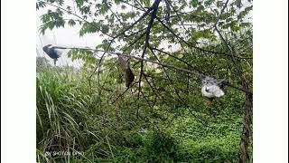 Suara Pikat Burcil Kombinasi Burung Gereja Ribut Anti Zonk#Shorts