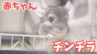 チンチラ飼い方 Youtube