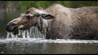 Moose Playing In Water