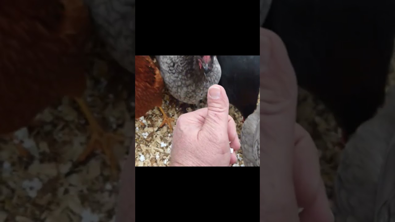 Hen nibbles on human who whines about it.