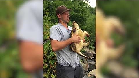 Snapping Turtle Bites Man on the Nose | When Snapping Turtles Attack