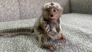 Tiny Adorable Marmoset Monkeys Babies