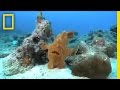 Frogfish blues  national geographic