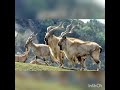 markhor#markhor #animal #goat #national #isi #mountains