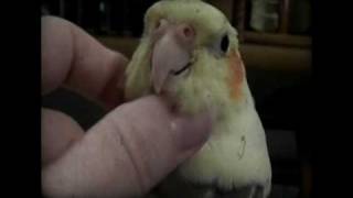 The Love Bird! (Sweet Cockatiel Affection)