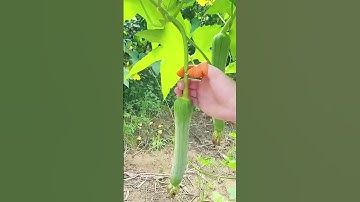 Fruit and vegetable picking process with wearable and useful tools