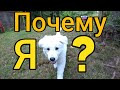 Berger Blanc Suisse (Белая швейцарская овчарка) "Обзор" щенка и почему именно эта порода?