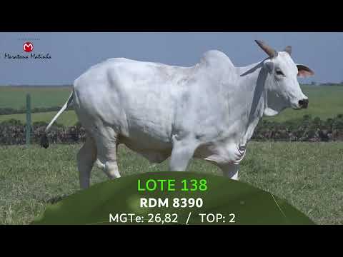 LOTE 138