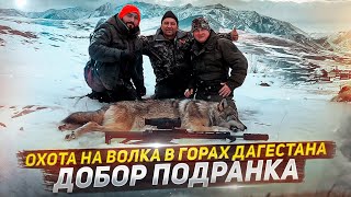 Горная охота на волков в Дагестане