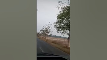 PALARAN NYAMLENG.. JAMPI SAYAH