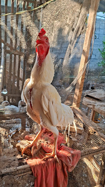 suara ayam jago berkokok kluruk #chicken #rooster #murga