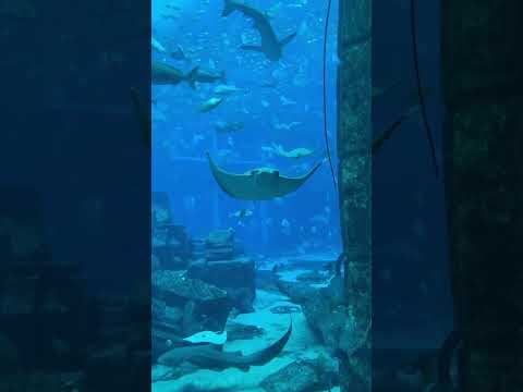 Lost Chambers Aquarium (DUBAI) 2022