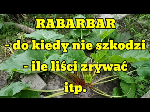 Wideo: Czy rabarbar zawiera pektyny?