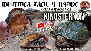 Cómo Diferenciar Especies De Tortugas Kinosternon Javinature