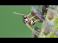 Parasitoid wasp puts egg into aphid. Schlupfwespe legt Ei in Blattlaus