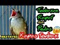 Masteran Kapas Tembak Dengan Kicaunya Yang Rapat Dan Tajam Cocok Untuk Masteran Burung Kontes Mp3 - Mp4 Download