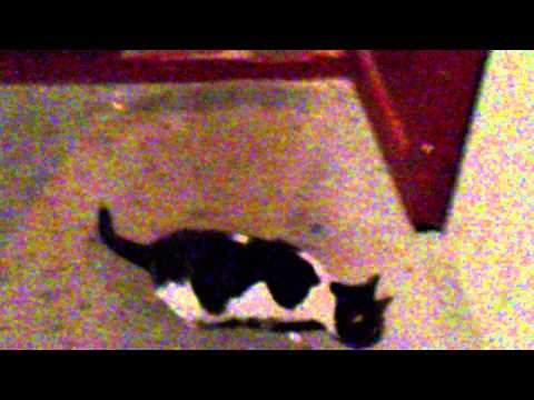 cats in the entrance-კატები სადარბაზოში