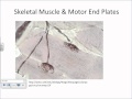 Histology nervous and muscle tissue basics.