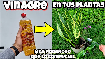 ¿Qué hace el vinagre por las plantas?