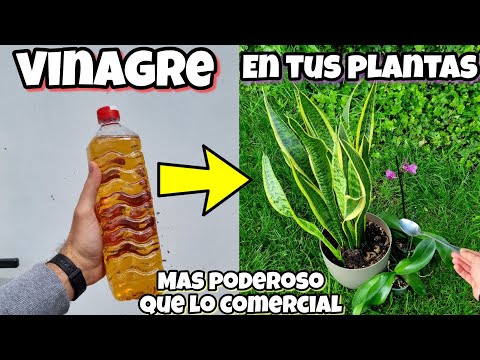 Video: Enraizamiento de plantas con vinagre - Cómo usar vinagre de sidra de manzana para esquejes